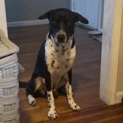 Reunited Male Dog last seen San Leandro, CA 94578 — backyard of our home. Our dog got out through the backyard gate while our family was at church. (15678 Maubert Ave.), San Leandro, CA 94578