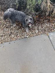 Found/Stray Male Dog last seen 103rd Ave & Lower Buckeye Rd, Phoenix, AZ 85353