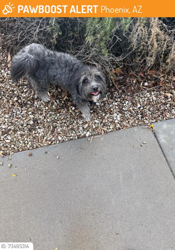 Found/Stray Male Dog last seen 103rd Ave & Lower Buckeye Rd, Phoenix, AZ 85353