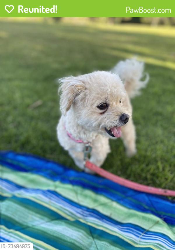 Reunited Female Dog last seen Fitzgerald and Hamlock ridge port, Simi Valley, CA 93065