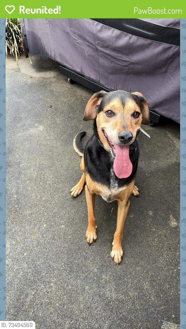 Reunited Male Dog last seen Heron’s Pointe subdivision near railroad tracks, Knoxville, TN 37922
