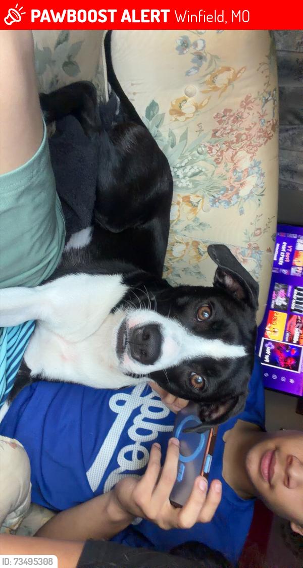 Lost Female Dog last seen O’Fallon winfield, Winfield, MO 63389