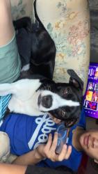 Lost Female Dog last seen O’Fallon winfield, Winfield, MO 63389