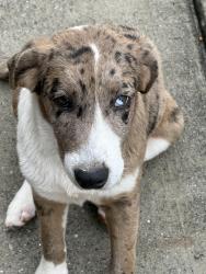 Found/Stray Female Dog last seen Mayflower Rd. Winter Hawk Subdivision, Soddy-Daisy, TN 37379