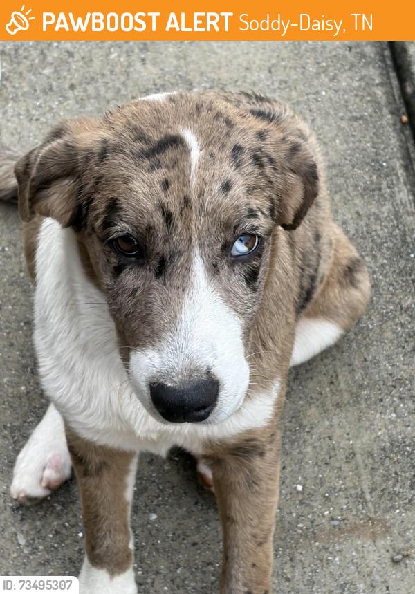 Found/Stray Female Dog last seen Mayflower Rd. Winter Hawk Subdivision, Soddy-Daisy, TN 37379
