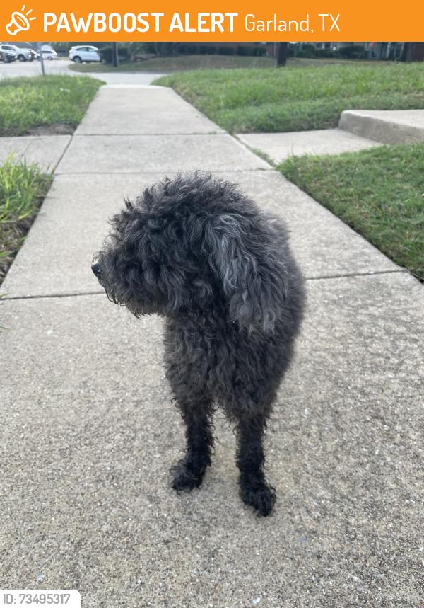 Found/Stray Male Dog last seen Lochness garland tx, Garland, TX 75040