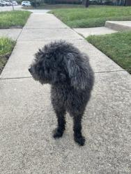 Found/Stray Male Dog last seen Lochness garland tx, Garland, TX 75040