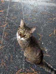 Reunited Unknown Cat last seen South Winslow Ridge, Bloomington, IN, Bloomington, IN 47401