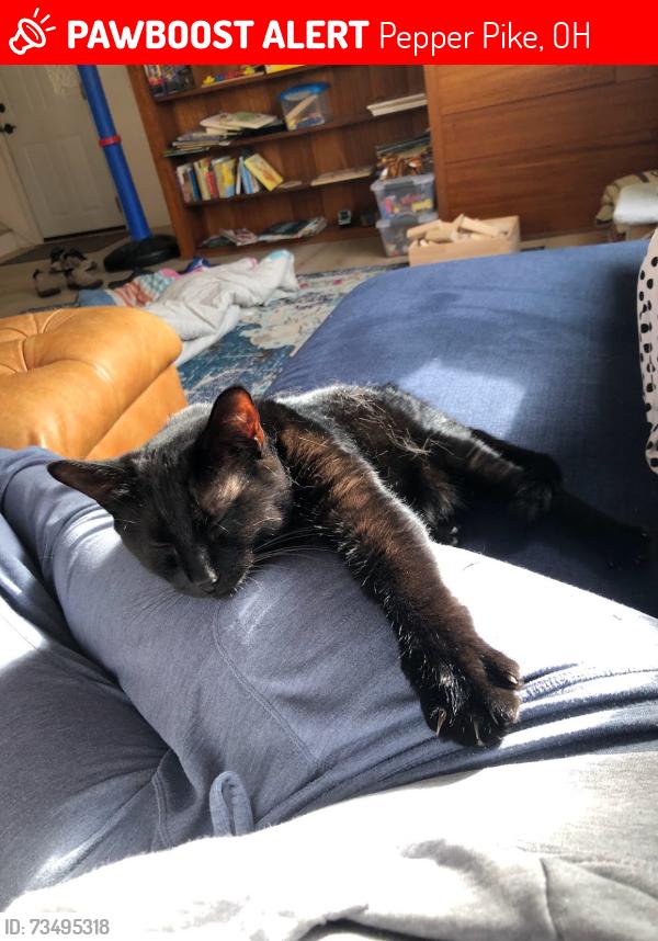 Lost Female Cat last seen Cedar rd, Pepper Pike, OH 44124