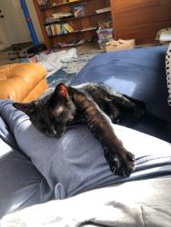 Lost Female Cat last seen Cedar rd, Pepper Pike, OH 44124