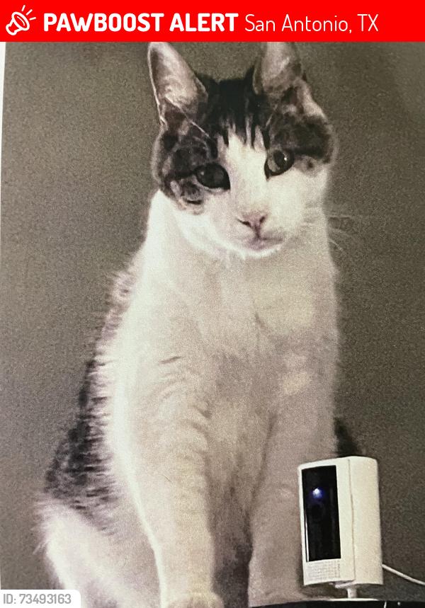 Lost Male Cat last seen Brentridge St / Brentcove, San Antonio, TX 78254