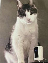 Lost Male Cat last seen Brentridge St / Brentcove, San Antonio, TX 78254