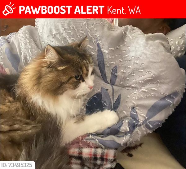 Lost Female Cat last seen 211st, Kent, WA 98031