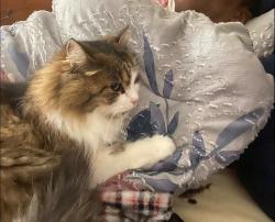Lost Female Cat last seen 211st, Kent, WA 98031