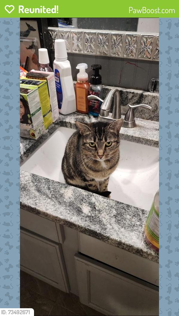 Reunited Female Cat last seen Holly St, Grove City, OH 43123