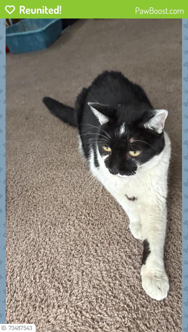 Reunited Unknown Cat last seen Arliss way, Grand Terrace, CA 92313