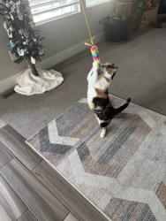 Reunited Female Cat last seen Near South and 3200 West, South Willows neighborhood, Riverton, UT 84095