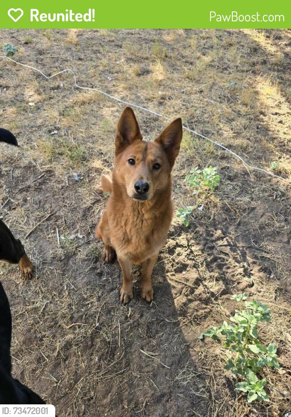 Reunited Female Dog last seen Council and NW 10th street, near the river and walking trail., Oklahoma City, OK 73127