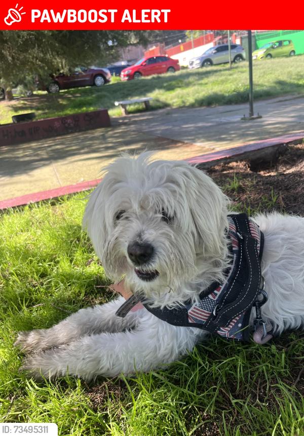 Lost Female Dog last seen Cto gallos 1 y Cto gallos 2, Ciudad Nicolás Romero, Méx. 