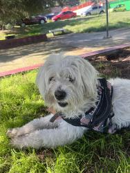 Lost Female Dog last seen Cto gallos 1 y Cto gallos 2, Ciudad Nicolás Romero, Méx. 