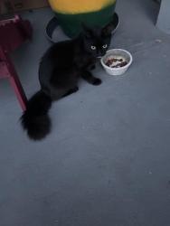 Found/Stray Unknown Cat last seen McArthur and N 73rd Terr, Hollywood, FL 33024