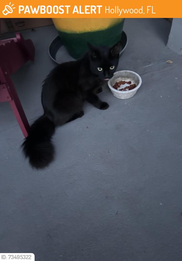 Found/Stray Unknown Cat last seen McArthur and N 73rd Terr, Hollywood, FL 33024