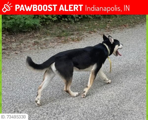 Lost Male Dog last seen 38th st Emerson Ave, Indianapolis, IN 46205
