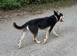 Lost Male Dog last seen 38th st Emerson Ave, Indianapolis, IN 46205