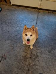 Reunited Male Dog last seen He was found on Gyro Dr near the pond with the ducks., Winston-Salem, NC 27127