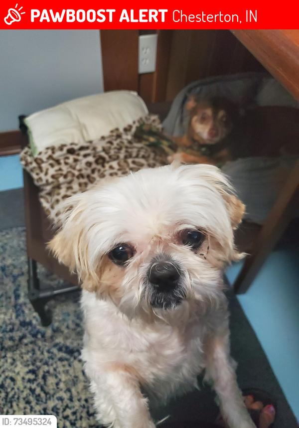Lost Female Dog last seen Architect and Arbor in Graham Woods, Chesterton, IN 46304