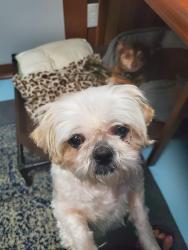 Lost Female Dog last seen Architect and Arbor in Graham Woods, Chesterton, IN 46304