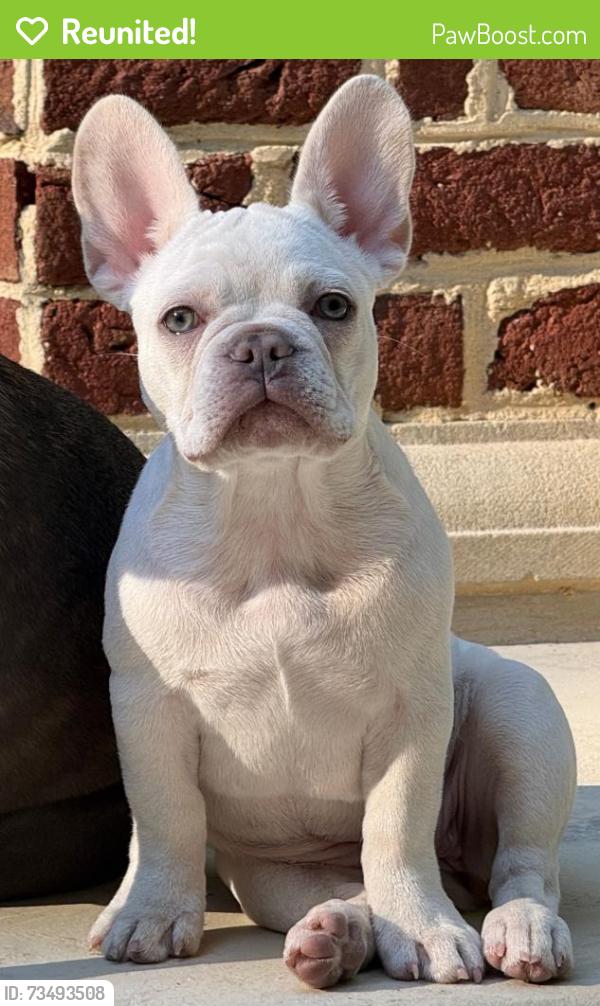 Reunited Female Dog last seen W. Paces Ferry and Riverly Rd, Atlanta, GA 30327