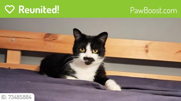 Reunited Female Cat last seen Pound bank road malvern, , England WR14