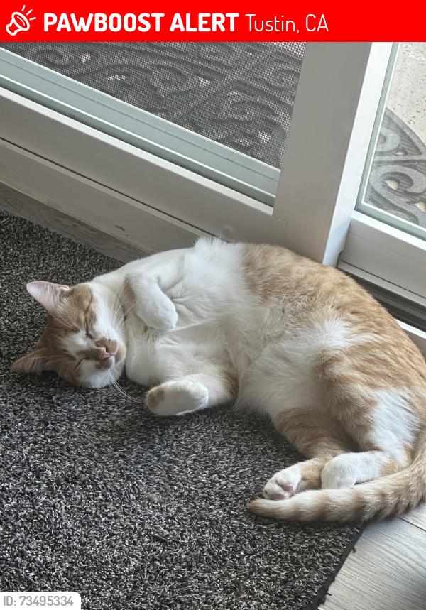 Lost Male Cat last seen Irvine blvd, Tustin, CA 92780