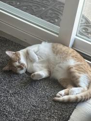 Lost Male Cat last seen Irvine blvd, Tustin, CA 92780