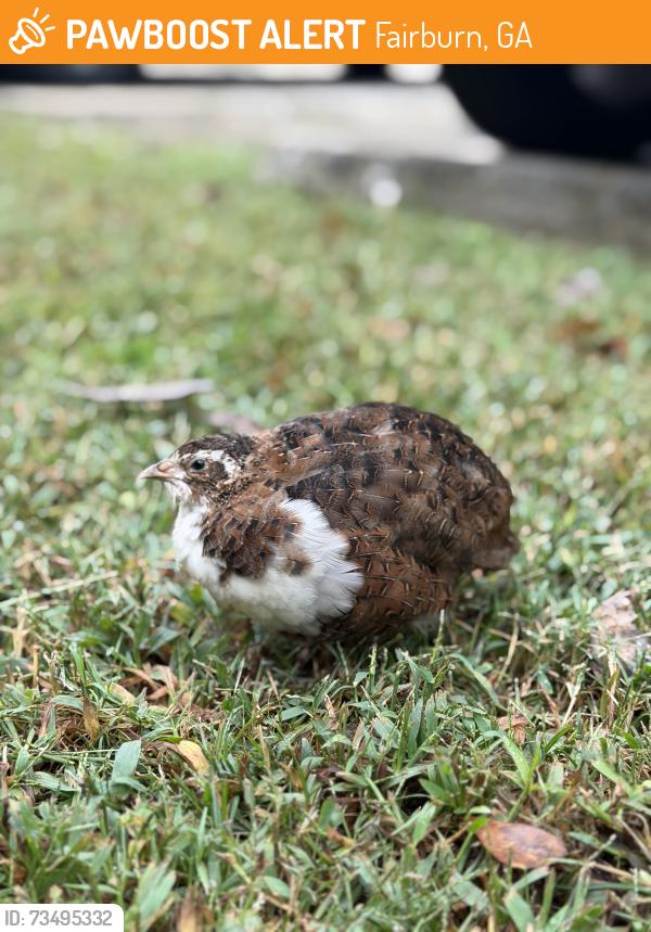 Found/Stray Unknown Bird last seen AT&T building right across the street, Fairburn, GA 30213