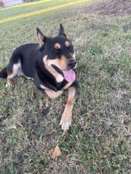 Reunited Unknown Dog last seen Magnolia, Lake Jackson, TX 77566