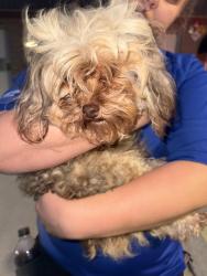 Reunited Female Dog last seen Webb Street, Selma, NC 27576