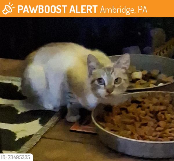 Found/Stray Unknown Cat last seen 10th st, Ambridge, PA 15003