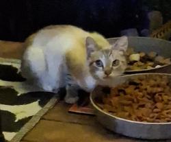 Found/Stray Unknown Cat last seen 10th st, Ambridge, PA 15003