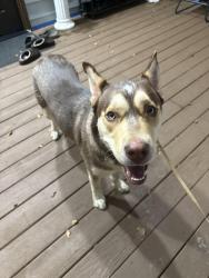 Found/Stray Male Dog last seen Near Timothy court, McAdenville, NC 28101