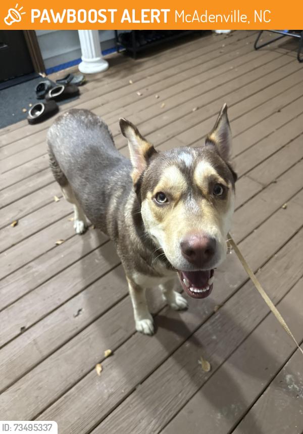 Found/Stray Male Dog last seen Near Timothy court, McAdenville, NC 28101
