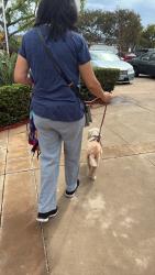 Reunited Female Dog last seen Twining Ave and Marzo st, San Diego, CA 92154