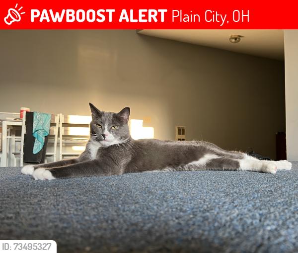 Lost Male Cat last seen Last seen near Hill Rd, Plain City, OH, Plain City, OH 43064