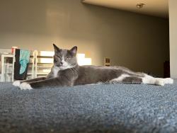 Lost Male Cat last seen Last seen near Hill Rd, Plain City, OH, Plain City, OH 43064