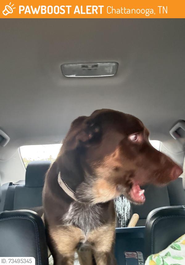 Found/Stray Male Dog last seen Near Greenwood rd, Chattanooga, TN 37411