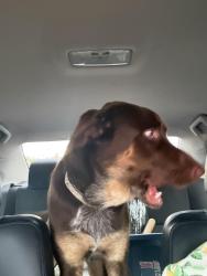 Found/Stray Male Dog last seen Near Greenwood rd, Chattanooga, TN 37411
