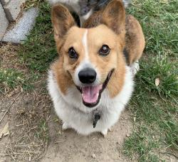 Reunited Male Dog last seen Stuebner Hollow, Houston, TX 77068