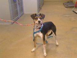Shelter Stray Female Dog last seen MANZANITA AVE/ WINDING WAY, 95608, 3839 Bradshaw Rd, Sacramento, CA 95827, USA