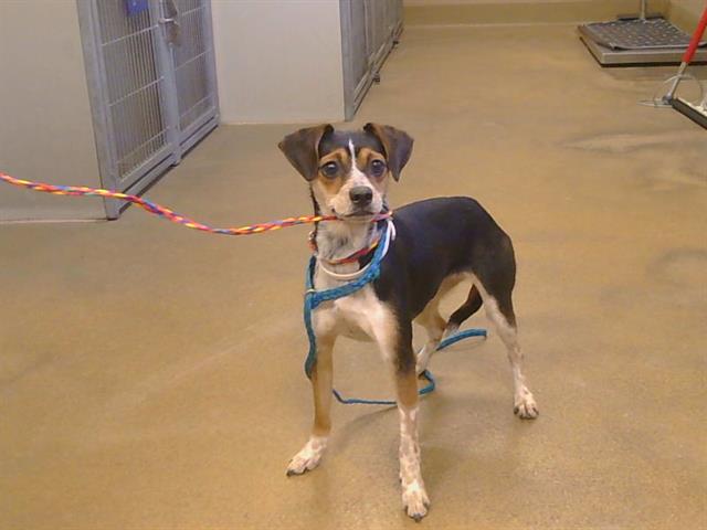 Shelter Stray Female Dog last seen MANZANITA AVE/ WINDING WAY, 95608, 3839 Bradshaw Rd, Sacramento, CA 95827, USA